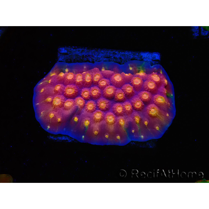 WYSIWYG - WWC Cyphastrea Rainbow Madness 3P5