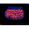 WYSIWYG - WWC Cyphastrea Rainbow Madness 3P5