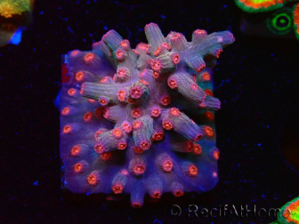 WYSIWYG - RAH Cyphastrea decadia Red 3P9