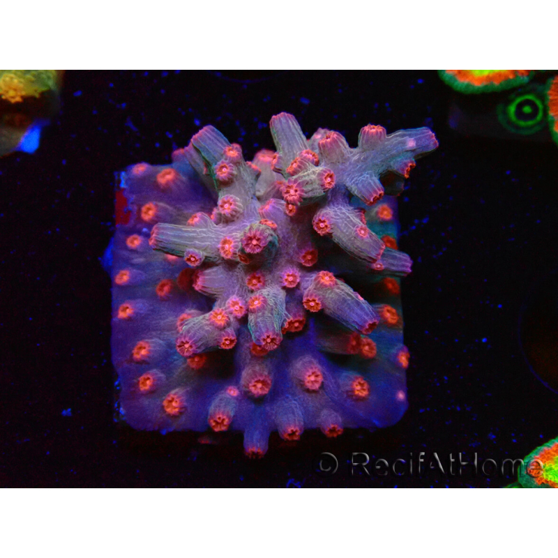 WYSIWYG - RAH Cyphastrea decadia Rot