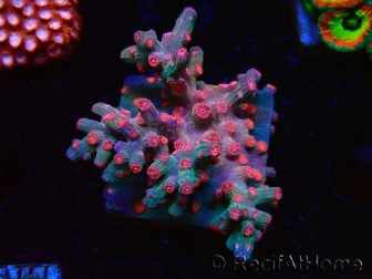 WYSIWYG - RAH Cyphastrea decadia Red 3P10