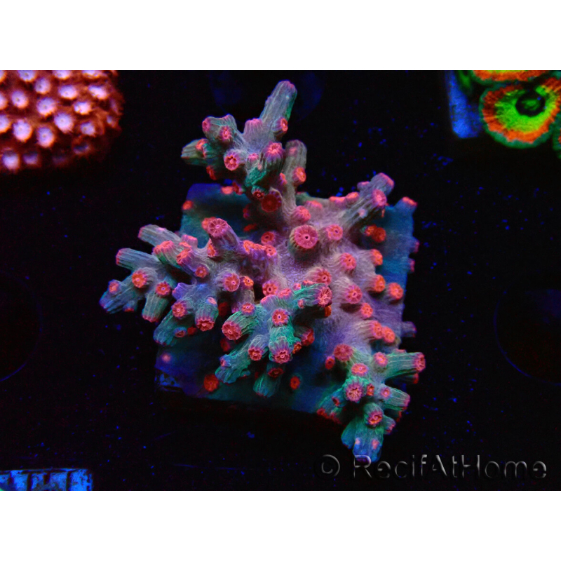 WYSIWYG - RAH Cyphastrea decadia Red