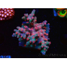 WYSIWYG - RAH Cyphastrea decadia Red 3P10