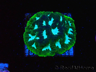 WYSIWYG RAH Favia Luminescent Green