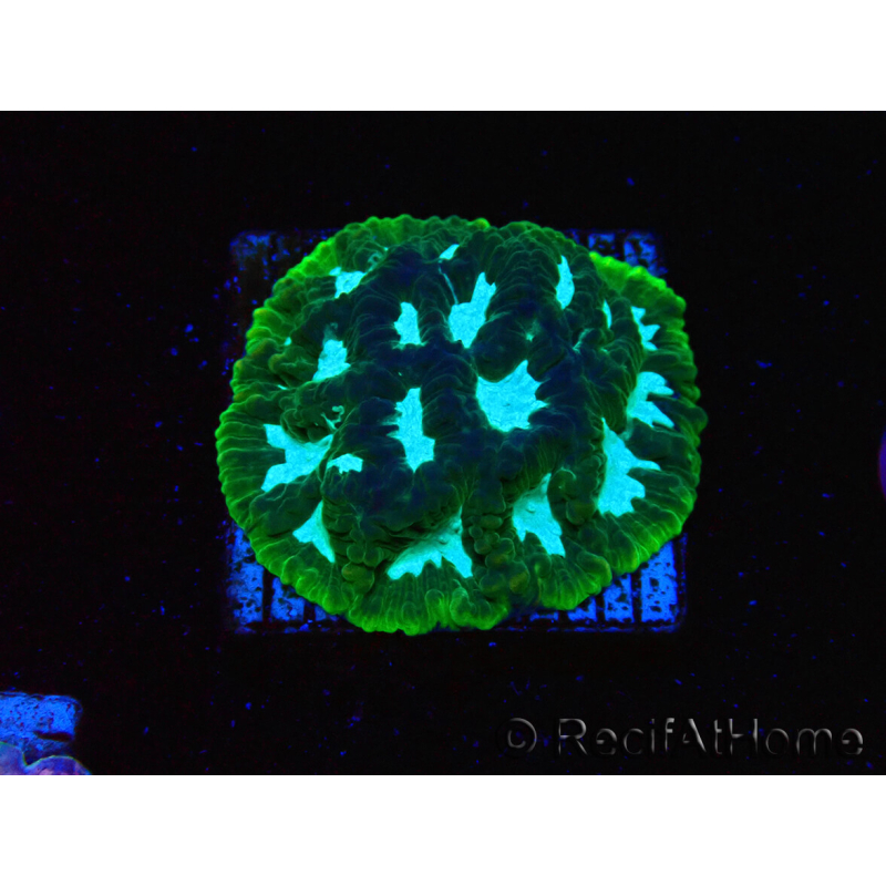 WYSIWYG - RAH Favia Luminescent Green 3R12
