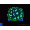WYSIWYG RAH Favia Luminescent Green