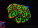 WYSIWYG WWC Holy Grail Micromussa