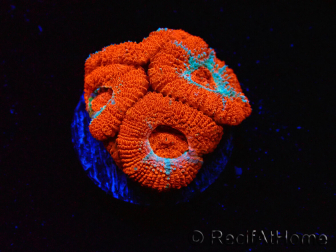 WYSIWYG - RAH Micromussa Lava Burst A2