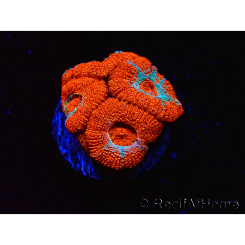 WYSIWYG RAH Micromussa Lava Burst