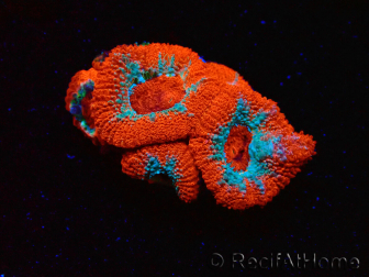 WYSIWYG - RAH Micromussa Lava Burst B2