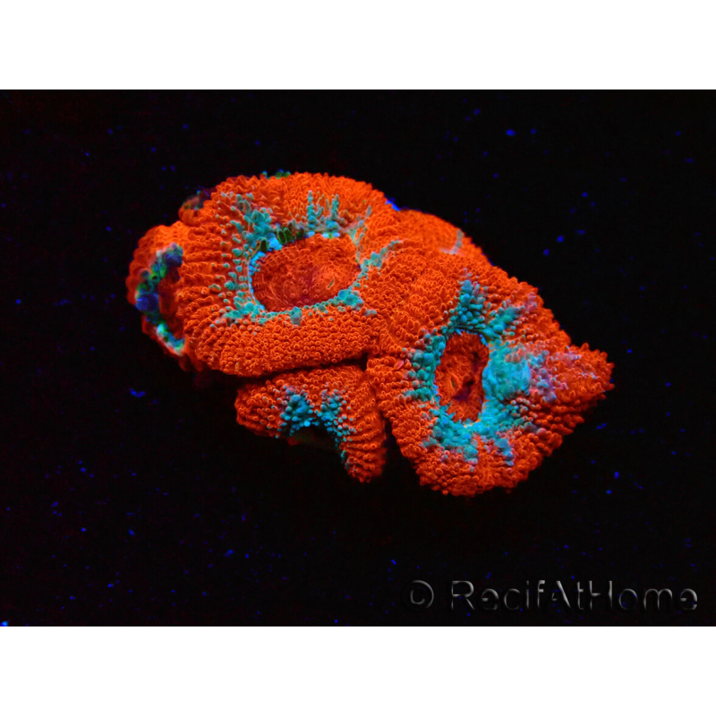WYSIWYG - RAH Micromussa Lava Burst B2