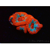 WYSIWYG - RAH Micromussa Lava Burst B2