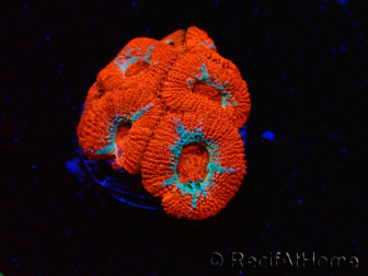 WYSIWYG - RAH Micromussa Lava Burst C2