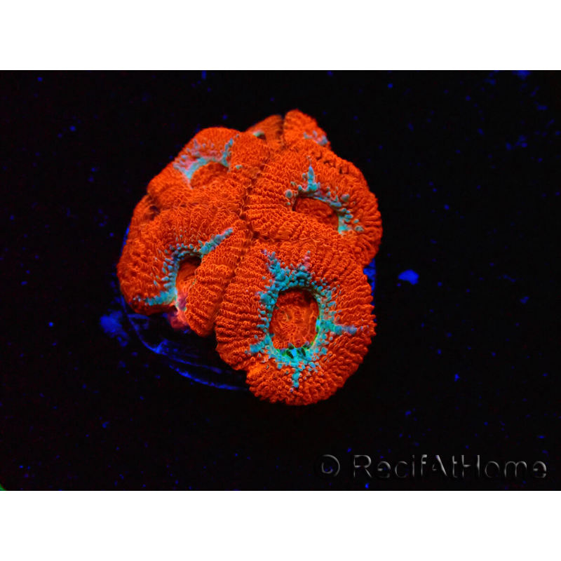WYSIWYG RAH Micromussa Lava Burst