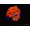 WYSIWYG RAH Micromussa Lava Burst