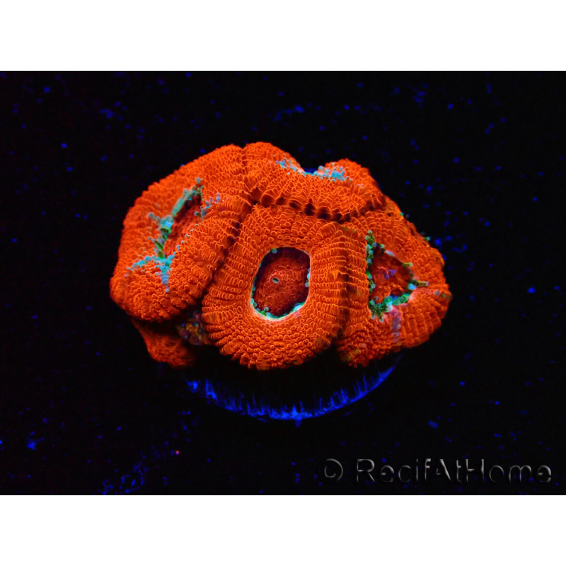 WYSIWYG - RAH Micromussa Lava Burst D2