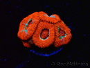 WYSIWYG RAH Micromussa Lava Burst