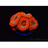 WYSIWYG RAH Micromussa Lava Burst