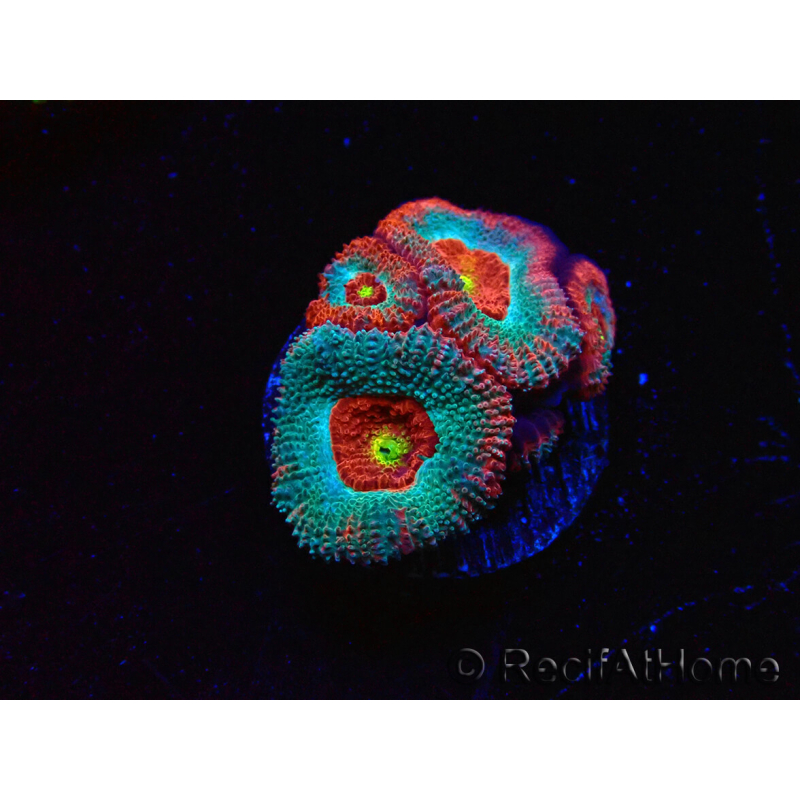 WYSIWYG - RAH Micromussa Dragon's Eye