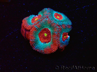 WYSIWYG - RAH Micromussa Dragon's Eye