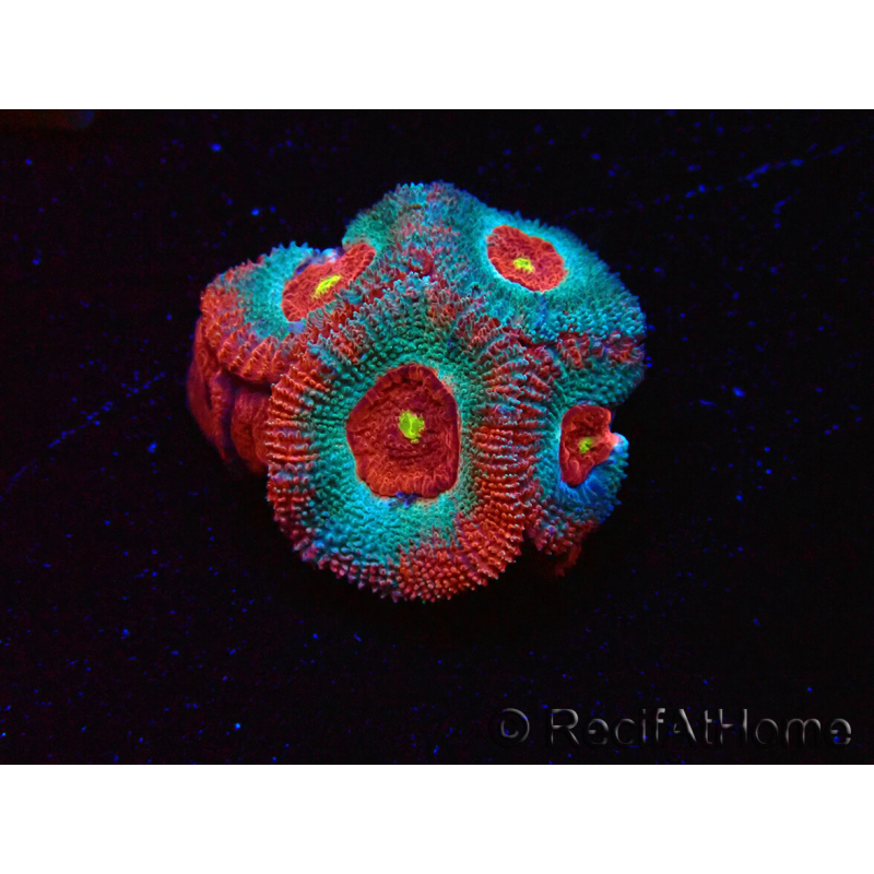 WYSIWYG - RAH Micromussa Dragon's Eye B3