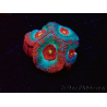WYSIWYG - RAH Micromussa Dragon's Eye B3