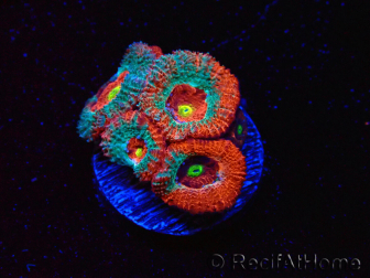 WYSIWYG - RAH Micromussa Dragon's Eye