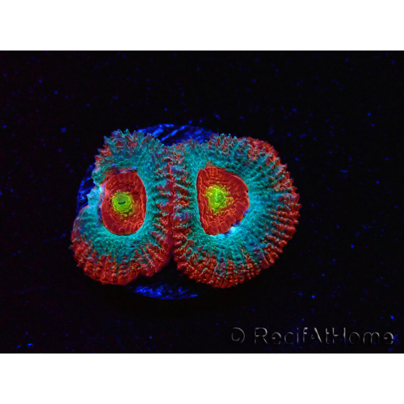 WYSIWYG - RAH Micromussa Dragon's Eye