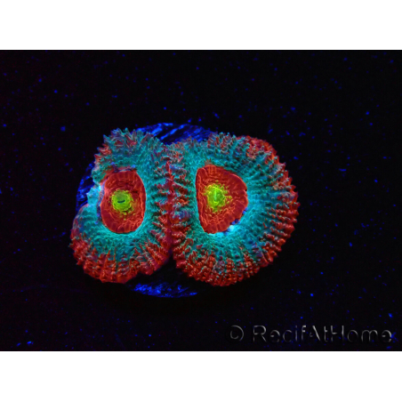 WYSIWYG - RAH Micromussa Dragon's Eye D3