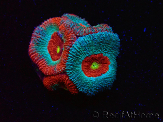 WYSIWYG - RAH Micromussa Dragon's Eye E3