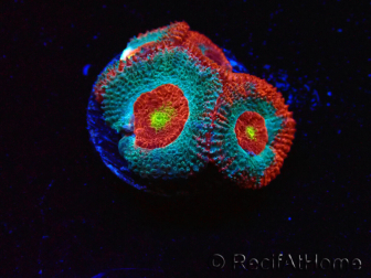 WYSIWYG - RAH Micromussa Dragon's Eye F3