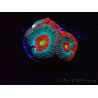 WYSIWYG - RAH Micromussa Dragon's Eye F3
