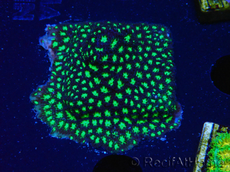 WYSIWYG - RAH Leptastrea Glowworm 3A2