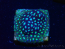 WYSIWYG - RAH Leptastrea Aurora Borealis 3A4