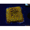WYSIWYG - RAH Leptastrea Gold 3A6