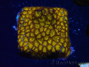 WYSIWYG - RAH Leptastrea Gold 3A7
