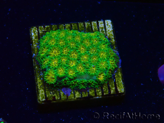 WYSIWYG - Leptastrea John Deere