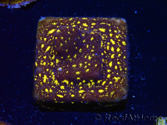 WYSIWYG - CB Stylocoeniella Bloody Mary