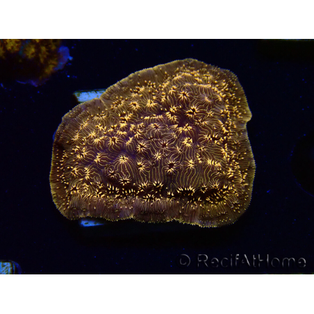 WYSIWYG - RAH Pavona maldivensis Orange