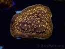WYSIWYG - RAH Pavona maldivensis Orange
