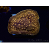 WYSIWYG - RAH Pavona maldivensis Orange 3C9
