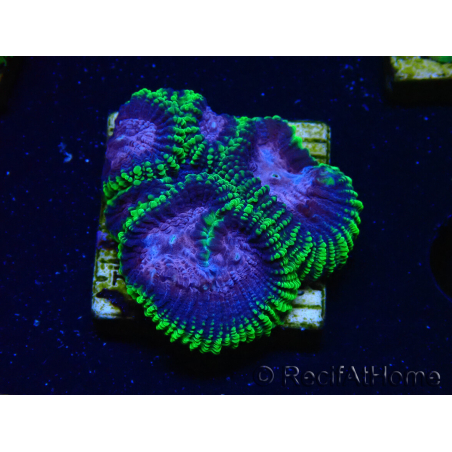 WYSIWYG - Favia Joker 3D2