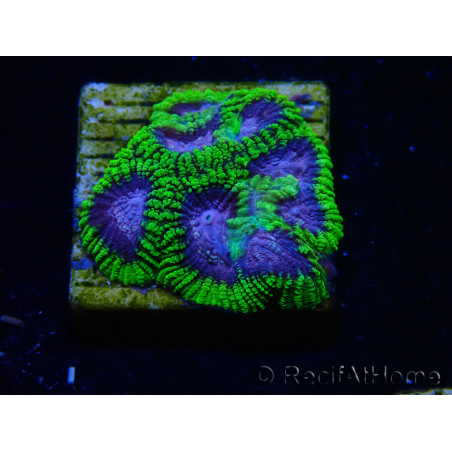 WYSIWYG - WWC Favia Space Monkey 3D5