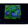 WYSIWYG - WWC Favia Space Monkey 3D5