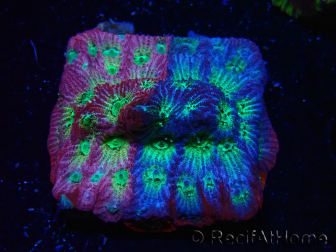 WYSIWYG - JF Favia Dayglo
