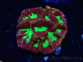 WYSIWYG - RAH Favia Vulcania 3F10