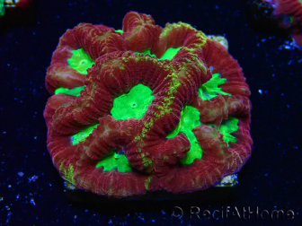 WYSIWYG - RAH Favia Vulcania