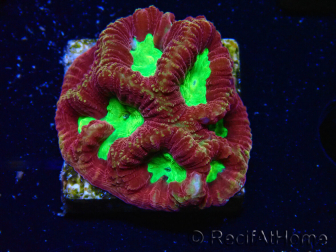 WYSIWYG - RAH Favia Vulcania