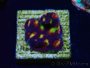 WYSIWYG - RAH Favites Skittles