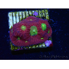 WYSIWYG - RAH Favites Rainbow Skittles 3G9